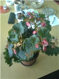 begonia